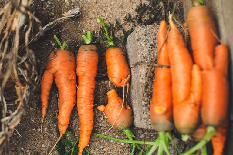 Close-up of fresh, organic carrots just harvested from the garden soil.
